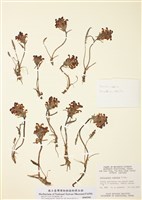 藏品(馬先蒿)的圖片